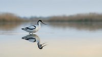 Elegant avocet wading bird standing in shallow water with perfect mirror reflection, serene wetland habitat during golden hour lighting.