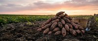 Fresh harvested sweet potatoes piled on fertile farmland soil during golden sunset hour creating warm agricultural scene for organic farming concepts.