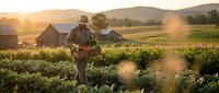 Farmer harvesting fresh vegetables at sunrise on organic farm with mountains in background. Agricultural worker in field during golden hour harvest season.