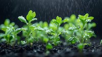 Young green seedlings growing in soil during rain shower with water drops on leaves, dark background with natural rainfall effect for gardening concept.