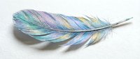 Iridescent feather with rainbow colors isolated on white background for spiritual design projects and decorative arts applications.