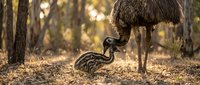 Emu parent with striped chick in natural Australian woodland habitat during golden hour sunset light creating warm family bonding moment in wild bush setting.