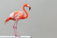 Elegant flamingo with vibrant coral-pink plumage standing gracefully against neutral gray background, displaying distinctive curved neck and long legs. Suitable for nature prints.