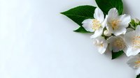 Delicate white jasmine flowers with yellow stamens and green leaves arranged on light background. Elegant botanical composition with copy space.