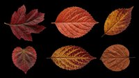 Six autumn leaves in red, orange, and brown tones, isolated on transparent background. Ready for clipart, stickers, t-shirt design, sublimation, and print on demand.