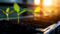 Young green seedlings growing in rich soil at sunrise, with golden sunlight creating atmospheric bokeh effect. Natural growth concept showing plant development stages.