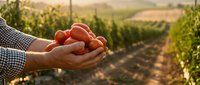 Farmer hands holding fresh ripe tomatoes in vineyard at sunset. Organic agriculture harvest concept for healthy food production and sustainable farming.