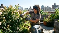Urban farmer with curly dark hair tending rooftop garden with city skyline backdrop. Sustainable agriculture and green living concept.