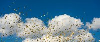 Large flock of birds flying against dramatic blue sky with white clouds creating dynamic wildlife migration scene for nature and freedom concepts.