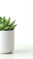 Green succulent plant in white ceramic pot on clean background with copy space for home decor and interior design projects.