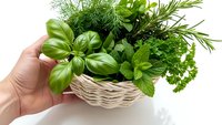 Fresh herbs in wicker basket held by hand on white background. Basil, dill, parsley, rosemary for cooking and culinary use isolated.