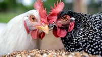 Close up portrait of white and black spotted roosters eating grain together, showing detailed feathers and red combs in natural farm setting. Suitable for agriculture themes.