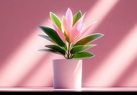 Pink rubber plant in white ceramic pot against pink wall with dramatic diagonal shadow creating minimalist composition for modern interior decor.