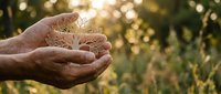 Adult hand holding sprouting seedling with soil against blurred green field background, symbolizing growth, agriculture, and environmental care for gardening and sustainability concepts.