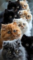 Group of Persian and Exotic cats with different coat colors looking at camera. Close up portrait of fluffy purebred kittens with big round eyes and flat faces.