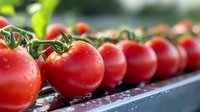 Fresh ripe tomatoes with water drops lined up in row, macro shot showing detailed texture of red vegetables with green stems on dark background.