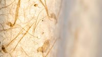 Close-up macro view of dried autumn leaf showing intricate vein patterns and natural texture with warm golden lighting and soft bokeh background.