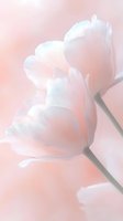 Delicate white tulips with soft petals against dreamy pink background, creating ethereal mood for wedding invitations or spring celebrations.