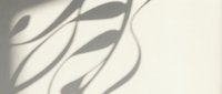 Elegant leaf shadows cast on neutral wall surface creating organic botanical silhouettes for modern interior design and natural lighting concepts.