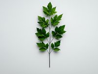 Fresh green leaf branch with symmetrical arrangement nature and garden designs.