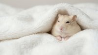 Adorable cream-colored hamster peeking out from soft white blanket, cozy pet portrait for animal lovers and comfort themes.