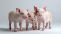 Three adorable pink piglets standing together on white background, clean and healthy young domestic pigs showing curiosity and playful nature.