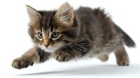 Playful Maine Coon kitten with fluffy brown tabby fur and bright green eyes crouching in hunting pose on white background, isolated studio shot for pet and animal designs.