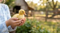 Farmer holding newborn yellow duckling in hands outdoors on rural farm with blurred green background, agricultural livestock care.