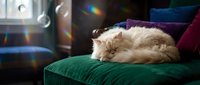 Fluffy cream-colored cat resting on green velvet furniture indoors with colorful light reflections, suitable for pet, home decor, and lifestyle content.
