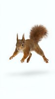 Red squirrel leaping in mid-air, isolated on white background, fluffy tail raised, ready for design use.