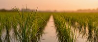 Flooded rice field with green seedlings growing in rows during golden hour sunset creating peaceful agricultural landscape for farming and crop cultivation concepts.