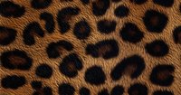 Close up of natural leopard fur pattern showing distinctive black rosettes on golden brown background, seamless repeat design for fashion and textile projects.