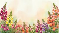 Watercolor snapdragon flowers border in pink, yellow, purple and orange on soft pastel background with copy space for text or design.