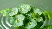 Fresh green water lily leaves with morning dew drops float peacefully on rippling water surface creating concentric circles, nature zen concept.