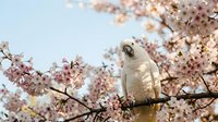 White cockatoo perched on blooming cherry blossom branch against soft blue sky background, spring wildlife scene with delicate pink flowers and exotic bird.