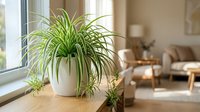 Spider plant in white pot on wooden windowsill with natural light streaming through window in modern living room interior with beige furniture.