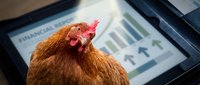Reddish-brown hen with pink comb positioned in front of financial charts and graphs on tablet screen, representing agricultural business, farm economics, and poultry industry growth.