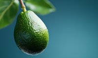 Fresh green avocado hanging from branch with textured skin against blue background, ideal for healthy eating and superfood concepts.