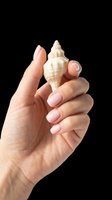Caucasian female hand holding a spiral seashell, isolated on transparent background. Ready for clipart, t-shirt design, stickers, print-on-demand products, and sublimation projects.