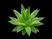 Succulent plant with pointed green leaves covered in water droplets, isolated on transparent background. Ready for t-shirt designs, clipart, stickers, print-on-demand products, and sublimation projects.