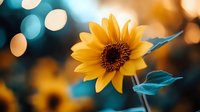 Bright yellow sunflower bloom with soft bokeh lights background creating warm summer garden atmosphere for nature photography and floral design projects.
