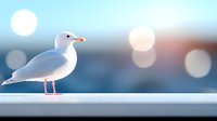 White seagull standing on railing against blurred bokeh background in soft blue and pink tones, creating peaceful coastal atmosphere for nature and wildlife designs.