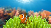 Clownfish with white stripes swimming among vibrant green anemone tentacles in tropical coral reef environment with blue ocean water and blurred coral formations.