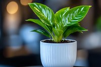 Fresh green peace lily plant with glossy leaves in modern white ceramic ribbed pot against soft bokeh background, suitable for home decor and gardening content.