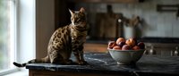 Tabby cat standing on dark marble countertop next to bowl of apples in modern kitchen with natural light from window.