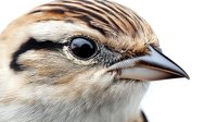 Small songbird with striped brown plumage and distinctive head markings shown in detailed close-up portrait against clean white background for nature designs.