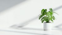 Small green houseplant in white ceramic pot on clean white surface with natural window light shadows creating minimalist home decor atmosphere.
