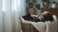 Adorable sleeping puppy and kitten cuddling together in wicker basket with cozy blanket by sunny window. Perfect for pet care, friendship, comfort themes.