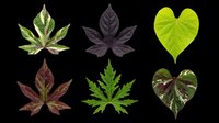 Assorted cannabis and heart-shaped leaves isolated on transparent background. Ready for clipart, t-shirt design, stickers, sublimation, and print-on-demand projects.