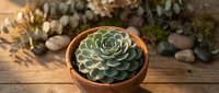 Green succulent plant in terracotta pot on rustic wooden table with eucalyptus branches and pebbles creating natural home decor arrangement.